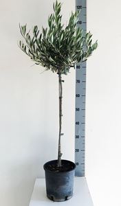 Picture of Olea Europea 4268424OE1890