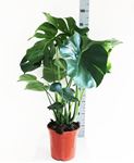 Picture of Monstera deliciosa 1045549MD2190