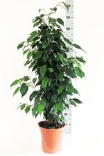 Picture of Ficus benjamina 1045549FB21100