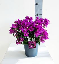 Picture of Bougainvillea "Sabina" Bush