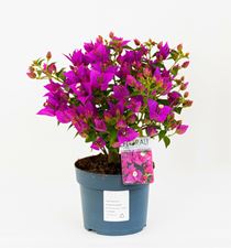 Picture of Bougainvillea "Sabina" 