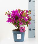 Picture of Bougainvillea "Sabina" 