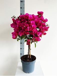 Picture of Bougainvillea "Glabra"