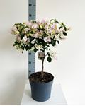 Picture of Bougainvillea "Elegance" White