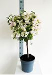 Picture of Bougainvillea "Glabra"