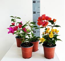 Picture of Bougainvillea "cuttings"