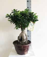 Picture of Ficus Microcarpa 4170FM2565