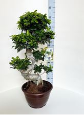 Picture of Ficus Microcarpa S-Shape 4170FMS2590