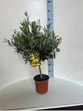 Picture of Olea Europae 4170OE1775