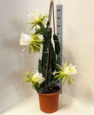 Picture of Pitaya monocanthus  PM26110
