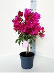 Immagine di Bougainvillea "Glabra"