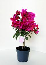 Picture of Bougainvillea "Glabra"