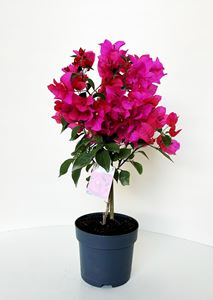 Immagine di Bougainvillea "Glabra"