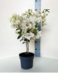 Picture of Bougainvillea "Glabra" 