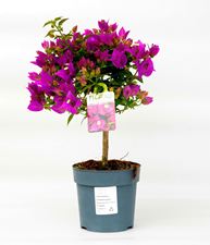 Picture of Bougainvillea "Sabina" 