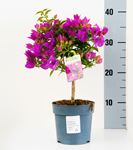 Picture of Bougainvillea "Sabina" 