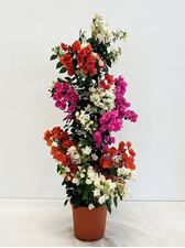 Picture of Bougainvillea "Elegance" Multicolor