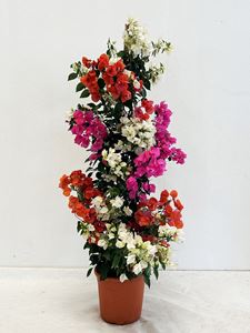 Picture of Bougainvillea "Glabra"