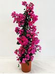 Picture of Bougainvillea "Elegance" Dark Pink Cone