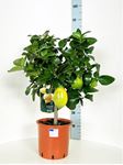 Picture of Citrus Lemon