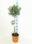 Picture of Olea europea