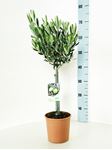 Picture of Olea europea