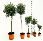 Picture of Olea europea