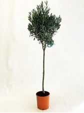 Picture of Olea europea