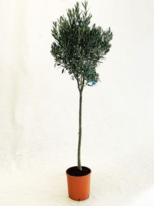 Picture of Olea europea