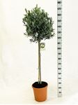 Picture of Olea europea