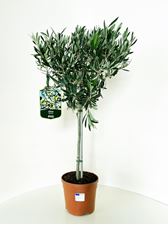 Picture of Olea europea