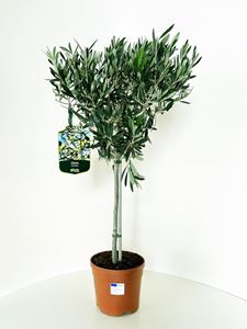 Picture of Olea europea