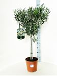 Picture of Olea europea