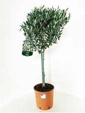 Picture of Olea europea