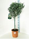 Picture of Olea europea