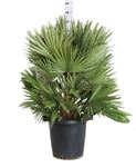 Picture of Chamaerops Humilis
