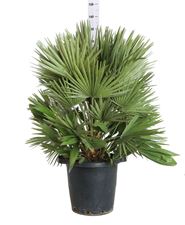 Picture of Chamaerops Humilis