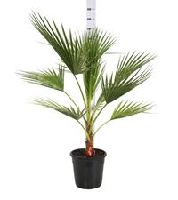 Picture of Washingtonia robusta