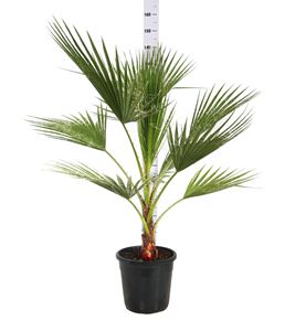 Picture of Washingtonia robusta