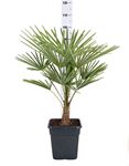 Bild von Trachycarpus fortunei