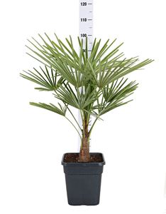 Bild von Trachycarpus fortunei