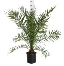 Picture of Phoenix canariensis