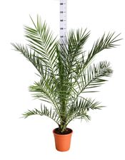 Picture of Phoenix canariensis