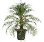 Picture of Phoenix roebelinii