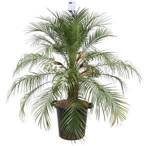 Picture of Phoenix roebelinii