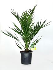 Picture of Phoenix canariensis