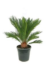 Picture of Cycas revoluta