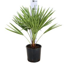 Picture of Chamaerops Humilis