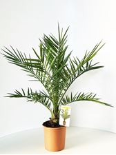 Picture of Phoenix canariensis