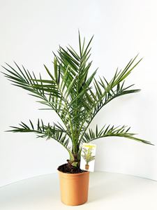 Picture of Phoenix canariensis
